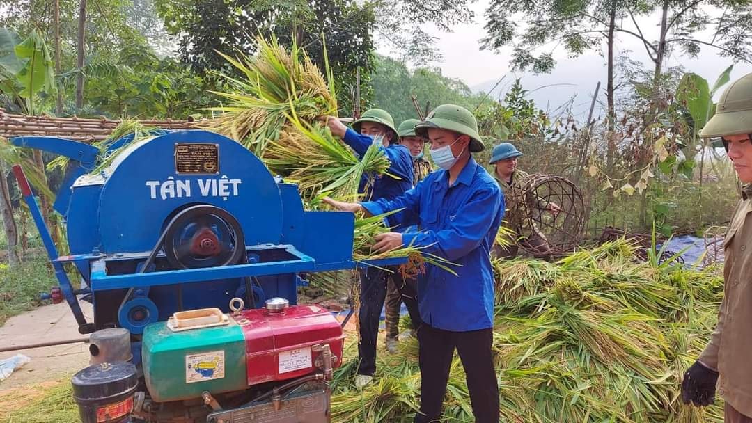 Tuổi trẻ huyện Lục Yên hăng hái giúp hộ khó khăn, hộ người không về nhà  phòng, chống dịch Covid-19 thu hoạch lúa xuân. (Nguồn: FB Tin tức Lục Yên)