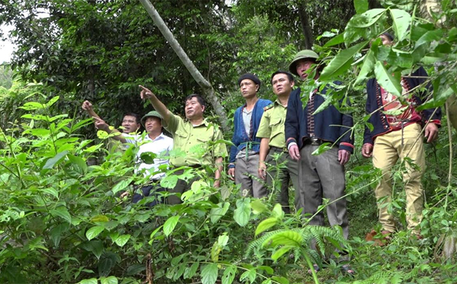 Cán bộ kiểm lâm huyện Văn Chấn cùng nhân dân xã Nậm Lành xem xét quy hoạch các diện tích đất lâm nghiệp để phát triển cây măng sặt.