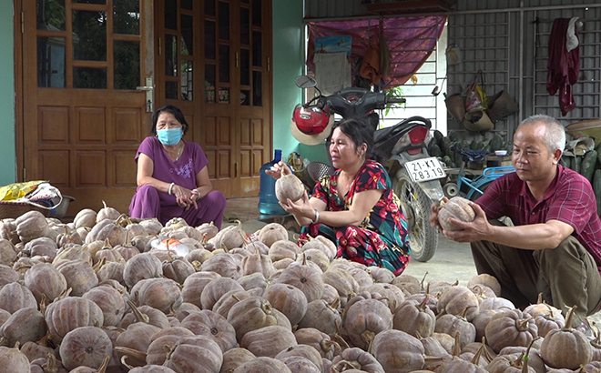 Nông dân xã Sơn Lương thu hoạch bí lấy hạt giống.