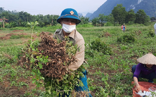 Sản lượng lạc xuân ước đạt 1.500 tấn