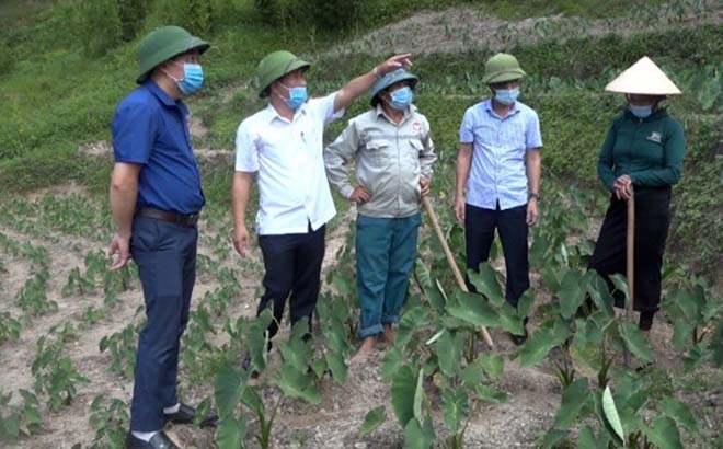 Đồng chí Nguyễn Văn Hòe (ngoài cùng, bên trái) - Trưởng phòng Nông nghiệp và Phát triển nông thôn huyện Trạm Tấu kiểm tra mô hình trồng khoai sọ ở xã Hát Lừu.
