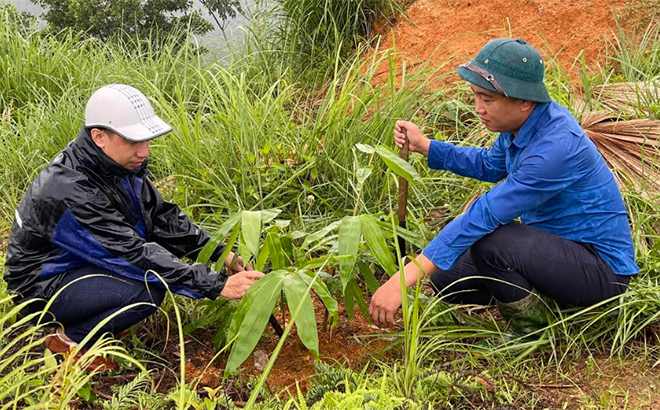 Đồng chí Bùi Thành Nam - Phó Chủ tịch UBND xã Hưng Khánh (bên trái) kiểm tra sinh trưởng của tre măng Bát độ trồng mới ở thôn Khe Ngang.