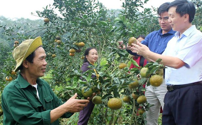 Đồng chí Hoàng Hữu Độ - Bí thư Huyện ủy Lục Yên kiểm tra mô hình trồng cam VietGap tại xã Khánh Hòa.