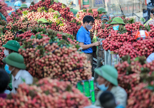 Vải thiều tại huyện Lục Ngạn (Bắc Giang) đang vào mùa thu hoạch.