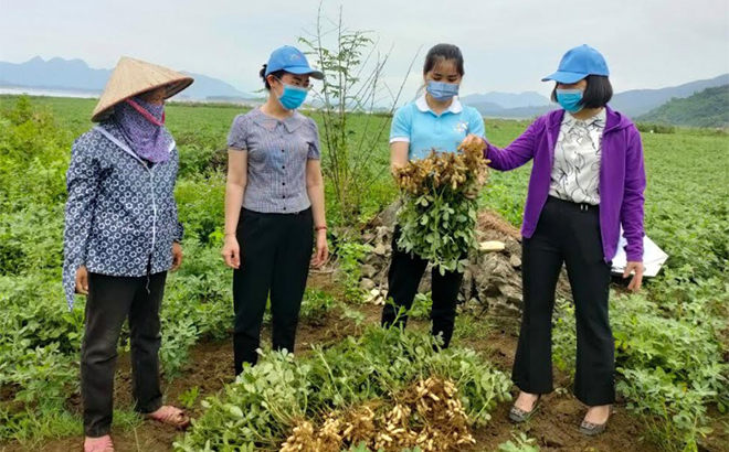 Bà Phan Thanh Yên - Chủ tịch Hội Liên hiệp Phụ nữ huyện Yên Bình (thứ 2 trái sang) kiểm tra mô hình trồng lạc của hội viên phụ nữ xã Mỹ Gia.