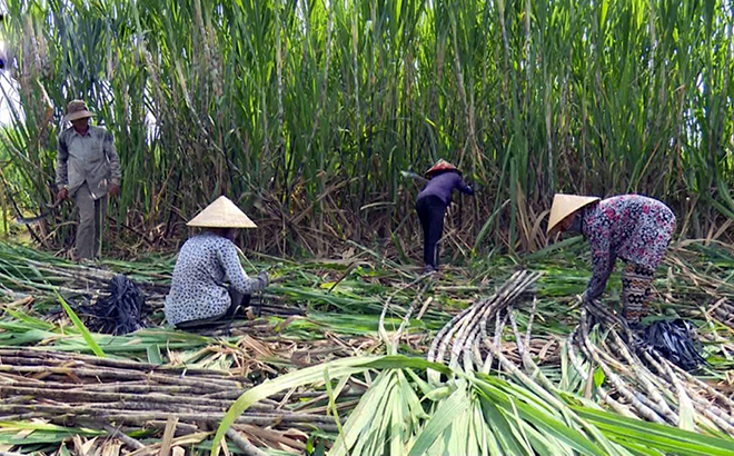 Ngành sản xuất đường mía trong nước thời gian qua đã chịu thiệt hại nặng nề do đường nhập khẩu được trợ cấp và bán phá giá từ Thái Lan tăng mạnh.