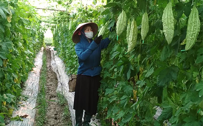 Nông dân xã Nghĩa An, thị xã Nghĩa Lộ chuyển đổi cơ cấu cây trồng để phát triển kinh tế.