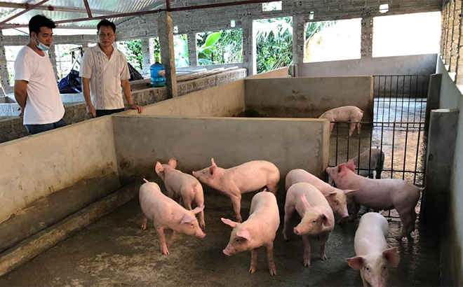 Chủ động được con giống nên gia đình ông Vũ Xuân Đao ở thôn Đoàn Kết, xã Âu Lâu, thành phố Yên Bái vẫn duy trì đầu đàn trên 100 con lợn thịt.