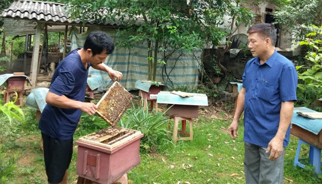Mô hình phát triển kinh tế nuôi ong lấy mật của anh Nguyễn Gia Thiều, ở tổ 6, phường Yên Thịnh.