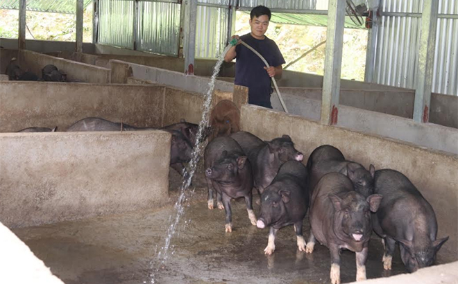 Mô hình chăn nuôi lợn đen địa phương quy mô trên 50 con/lứa của anh Sùng A Páo ở xã Hồ Bốn.