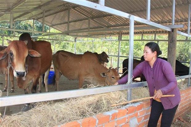 Một hộ gia đình thoát nghèo nhờ vốn vay ưu đãi phát triển nuôi bò.