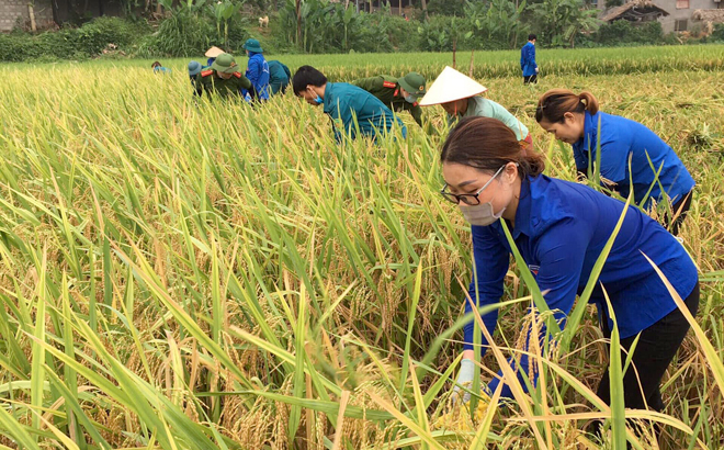 Members of Luc Yen district’s youth union help farmers harvest rice.