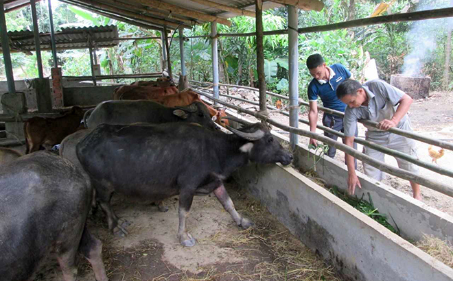 Mô hình chăn nuôi gia súc cho hiệu quả kinh tế cao của hội viên nông dân xã Vĩnh Lạc.