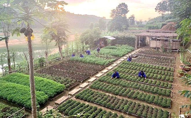 Học viên Cơ sở cai nghiện ma túy tỉnh trong giờ lao động.