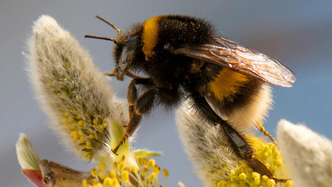 Loài ong nghệ phân bố chủ yếu ở Bắc bán cầu