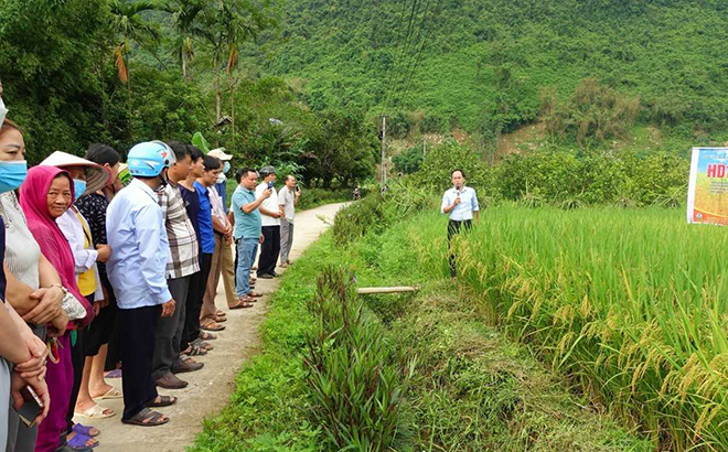 Các đại biểu tham quan mô hình trồng khảo nghiệm giống lúa thuần HD11.