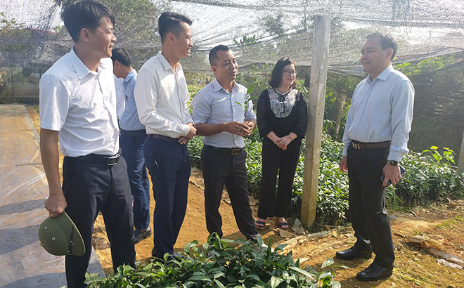 Lãnh đạo Thường trực Huyện ủy, HĐND huyện Trấn Yên kiểm tra mô hình phát triển kinh tế tại xã Báo Đáp.