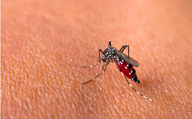 Singapore sẽ sinh sản khoảng 5 triệu con muỗi đực Aedes sẽ được sinh sản mỗi tuần.
