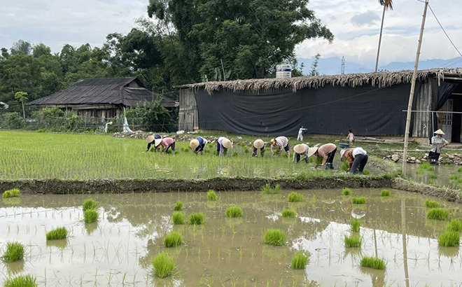 Nông dân thôn An Sơn, xã Hạnh Sơn, thị xã Nghĩa Lộ gieo cấy lúa mùa.