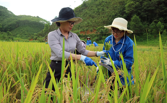 Lãnh đạo Kho bạc Nhà nước tỉnh cùng đoàn viên thanh niên trong Chi đoàn tham gia gặt lúa giúp dân tại xã Minh An, huyện Văn Chấn.