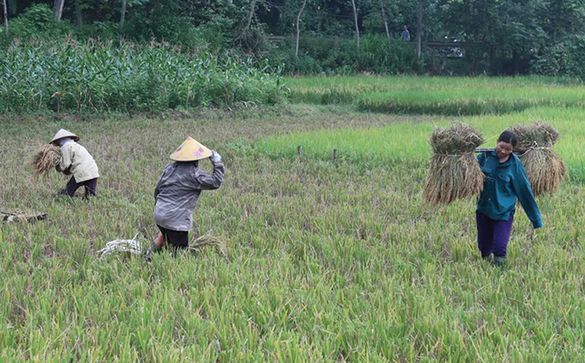 Nông dân xã An Lạc, huyện Lục Yên khẩn trương thu hoạch lúa xuân để giải phóng đất gieo cấy vụ mùa