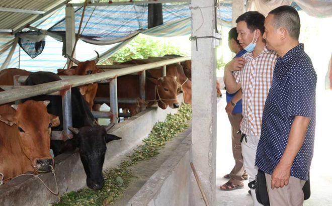 Cán bộ huyện và xã Minh Xuân tham quan mô hình chăn nuôi trâu, bò theo Nghị quyết 69 của ông Nguyễn Quang Viện, thôn Loong Tra, xã Minh Xuân.