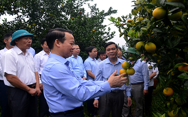 Bí thư Tỉnh ủy Đỗ Đức Duy cùng lãnh đạo huyện Văn Chấn thăm mô hình trồng cam tại thị trấn Nông trường Trần Phú, huyện Văn Chấn