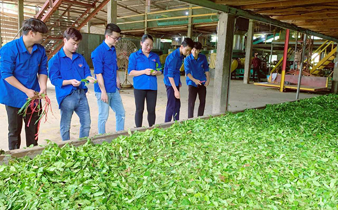 Đoàn viên thanh niên xã Bình Thuận, huyện Văn Chấn tham quan, học tập mô hình phát triển kinh tế của đoàn viên Đỗ Tuấn Lương.