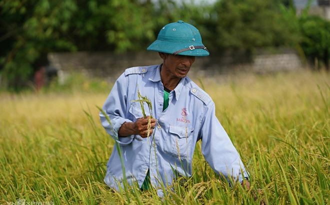 Nông dân huyện Thanh Liêm, tỉnh Hà Nam, nhổ bỏ lúa ma.