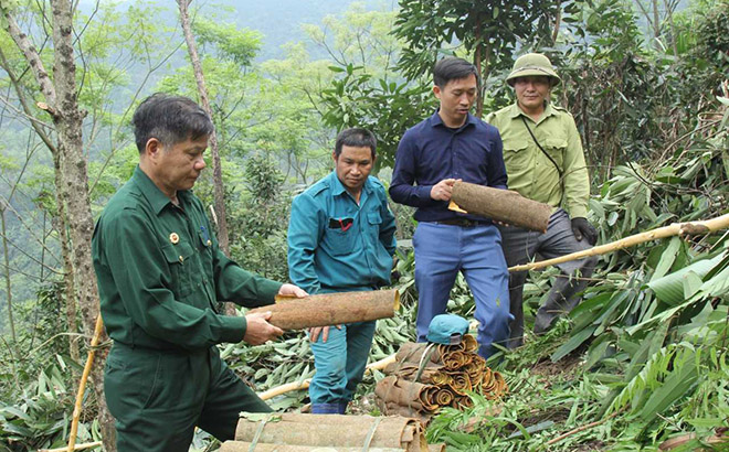 Mô hình trồng quế theo hướng hữu cơ mang lại hiệu quả kinh tế cao của cựu chiến binh xã Đào Thịnh.