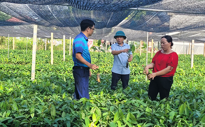 Lãnh đạo xã Đại Đồng, huyện Yên Bình nắm bắt tình hình sản xuất cây giống phục vụ kế hoạch trồng rừng năm 2022 tại Tổ hợp tác trồng keo thôn Hương Lý.