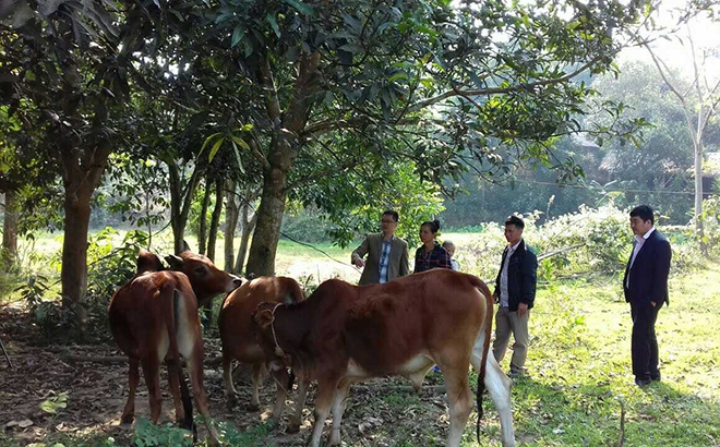 Cán bộ Phòng giao dịch Ngân hàng CSXH huyện Văn Yên kiểm tra mô hình chăn nuôi bò từ nguồn vốn vay ưu đãi tại xã Châu Quế Thượng.