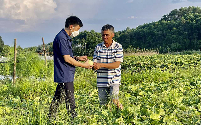 Anh Nguyễn Trịnh Huy (bên phải) trao đổi kinh nghiệm trồng dưa lê với khuyến nông viên cơ sở.