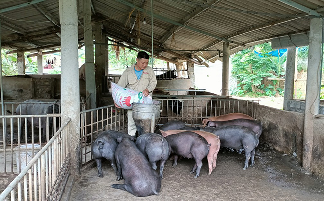 Mô hình chăn nuôi lợn phát huy hiệu quả của hội viên nông dân Hoàng Văn Cao ở thôn Cát, xã Tân Lập.