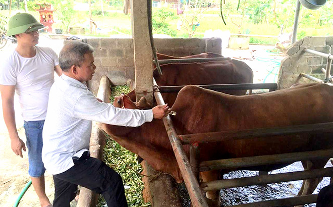 Đàn bò của gia đình ông Vương Văn Cương ở thôn Phạ 1, xã Cảm Nhân, huyện Yên Bình luôn được tiêm đầy đủ các loại vắc - xin phòng bệnh.
