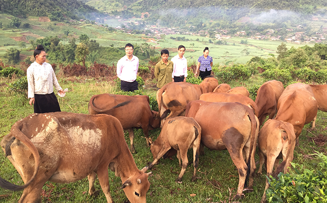 Gia đình chị Lò Thị Hiên ở xã Hát Lừu, huyện Trạm Tấu phát triển mô hình chăn nuôi bò từ nguồn vốn tín dụng chính sách.