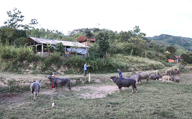 Mô hình chăn nuôi đại gia súc theo Nghị quyết số 69 của ông Đỗ Văn Đô ở thôn Nghĩa Giang.