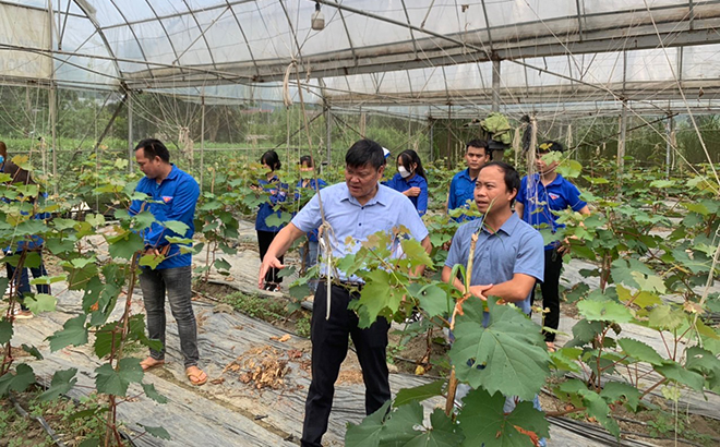 Ngày càng có nhiều nông dân trên địa bàn tỉnh áp dụng canh tác theo tiêu chuẩn sạch, an toàn, hữu cơ. (Trong ảnh: Mô hình trồng nho trong nhà kính theo hướng hữu cơ của anh Lục Vân Anh, thị trấn Yên Thế, huyện Lục Yên).