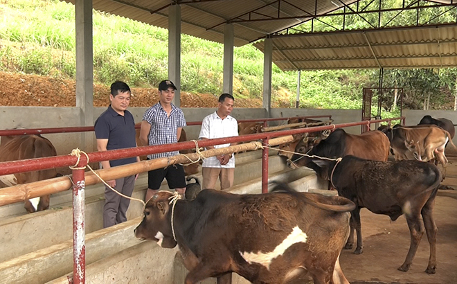 Từ nguồn vốn vay của Ngân hàng Chính sách xã hội, nhiều hộ nghèo ở Văn Chấn đã mạnh dạn đầu tư vào chăn nuôi để vươn lên thoát nghèo