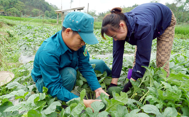 5 tháng đầu năm toàn huyện Yên Bình trồng mới 50 ha và chăm sóc tốt 2.174 ha cây ăn quả.
