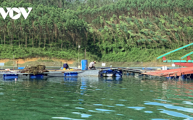 Các đơn vị và người nuôi cá đang phải dành nhiều thời gian hơn để chăm sóc đàn cá...