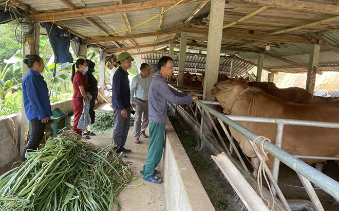 Mô hình chăn nuôi trâu, bò của anh Hoàng Ngọc Tân, thôn Khe Mơ, xã Đại Lịch, huyện Văn Chấn.