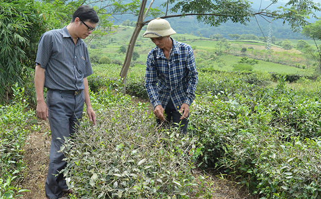 Một số diện tích chè ở thị trấn Nông trường Liên Sơn hơn 2 tháng mà vẫn chưa có búp.