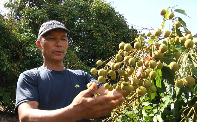 Tập trung trồng cây ăn quả đã giúp người dân thị xã Nghĩa Lộ có thu nhập ổn định.