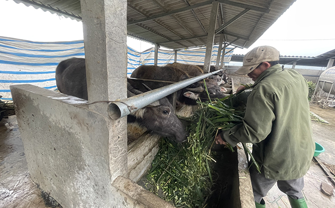 Từ nguồn hỗ trợ theo Nghị quyết 69 của HĐND tỉnh, gia đình chị Nguyễn Thị Hằng, thôn Yên Thịnh, xã An Thịnh mở rộng quy mô đàn vật nuôi, nâng cao thu nhập.
