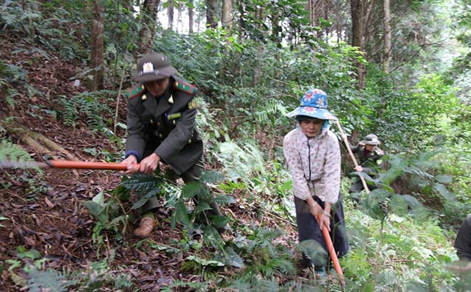 Cán bộ kiểm lâm huyện Trạm Tấu hướng dẫn người dân phát dọn thực bì đề phòng cháy rừng.