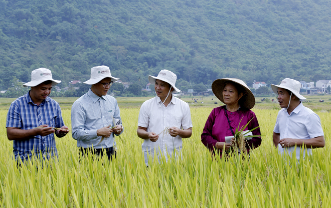 Lãnh đạo Sở Nông nghiệp và Phát triển nông thôn  (giữa) cùng lãnh đạo Trung tâm Dịch vụ hỗ trợ phát triển nông nghiệp huyện Lục Yên, đại diện Tập đoàn Giống cây trồng Việt Nam và các hộ dân tham quan thực tế 2 mô hình giống lúa Thiên ưu 8 NEW và Thụy Hương 308 trên địa bàn.