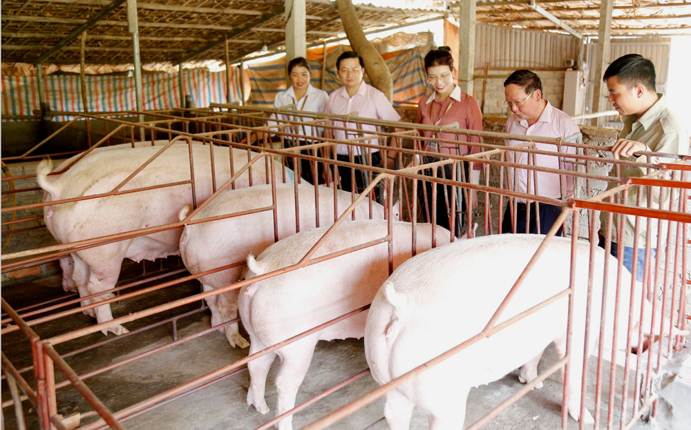 Mô hình chăn nuôi lợn của gia đình anh Nguyễn Văn Tuấn, thôn Đăng Thọ, xã Phú Thịnh hàng năm cho thu nhập 100 triệu đồng.