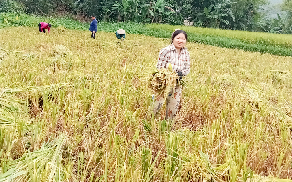 Người dân Lục Yên thu hoạch lúa xuân 2024