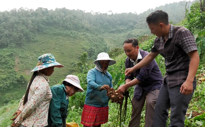 Cán bộ Phòng Nông nghiệp và Phát triển nông thôn huyện Trạm Tấu hướng dẫn người dân xã Bản Mù kỹ thuật thu hoạch, bảo quản khoai sọ nương